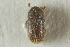  (Liparthrum bartschti - CNC COLEO 00139223)  @11 [ ] CreativeCommons - Attribution (2012) CNC/CBG Photography Group Centre for Biodiversity Genomics