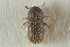 ( - CNC COLEO 00139224)  @11 [ ] CreativeCommons - Attribution (2012) CNC/CBG Photography Group Centre for Biodiversity Genomics