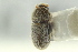  ( - CNC COLEO 00139225)  @11 [ ] CreativeCommons - Attribution (2012) CNC/CBG Photography Group Centre for Biodiversity Genomics