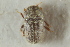  ( - CNC COLEO 00139229)  @11 [ ] CreativeCommons - Attribution (2012) CNC/CBG Photography Group Centre for Biodiversity Genomics