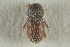  ( - CNC COLEO 00139230)  @11 [ ] CreativeCommons - Attribution (2012) CNC/CBG Photography Group Centre for Biodiversity Genomics