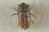  ( - CNC COLEO 00139231)  @11 [ ] CreativeCommons - Attribution (2012) CNC/CBG Photography Group Centre for Biodiversity Genomics