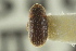  ( - CNC COLEO 00139234)  @11 [ ] CreativeCommons - Attribution (2012) CNC/CBG Photography Group Centre for Biodiversity Genomics
