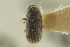  (Liparthrum pruni - CNC COLEO 00139235)  @11 [ ] CreativeCommons - Attribution (2012) CNC/CBG Photography Group Centre for Biodiversity Genomics