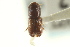  ( - CNC COLEO 00139248)  @11 [ ] CreativeCommons - Attribution (2012) CNC/CBG Photography Group Centre for Biodiversity Genomics
