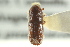  ( - CNC COLEO 00139254)  @11 [ ] CreativeCommons - Attribution (2012) CNC/CBG Photography Group Centre for Biodiversity Genomics