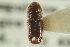  (Ips borealis lanieri - CNC COLEO 00139256)  @13 [ ] CreativeCommons - Attribution (2012) CNC/CBG Photography Group Centre for Biodiversity Genomics