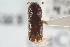  (Ips confusus - CNC COLEO 00139268)  @13 [ ] CreativeCommons - Attribution (2012) CNC/CBG Photography Group Centre for Biodiversity Genomics