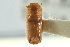  ( - CNC COLEO 00139272)  @11 [ ] CreativeCommons - Attribution (2012) CNC/CBG Photography Group Centre for Biodiversity Genomics