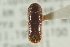  ( - CNC COLEO 00139274)  @11 [ ] CreativeCommons - Attribution (2012) CNC/CBG Photography Group Centre for Biodiversity Genomics