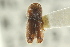  ( - CNC COLEO 00139275)  @11 [ ] CreativeCommons - Attribution (2012) CNC/CBG Photography Group Centre for Biodiversity Genomics