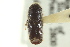  ( - CNC COLEO 00139278)  @11 [ ] CreativeCommons - Attribution (2012) CNC/CBG Photography Group Centre for Biodiversity Genomics