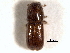  ( - CNC COLEO 00155638)  @11 [ ] CreativeCommons - Attribution (2012) CNC/CBG Photography Group Centre for Biodiversity Genomics