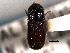  ( - CNC COLEO 00155641)  @11 [ ] CreativeCommons - Attribution (2012) CNC/CBG Photography Group Centre for Biodiversity Genomics