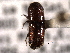  (Ips calligraphus - CNC COLEO 00155643)  @11 [ ] CreativeCommons - Attribution (2012) CNC/CBG Photography Group Centre for Biodiversity Genomics