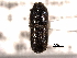  ( - CNC COLEO 00155664)  @11 [ ] CreativeCommons - Attribution (2012) CNC/CBG Photography Group Centre for Biodiversity Genomics