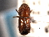 ( - CNC COLEO 00155676)  @11 [ ] CreativeCommons - Attribution (2012) CNC/CBG Photography Group Centre for Biodiversity Genomics