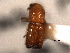  ( - CNC COLEO 00155694)  @11 [ ] CreativeCommons - Attribution (2012) CNC/CBG Photography Group Centre for Biodiversity Genomics