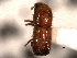 ( - CNC COLEO 00155695)  @11 [ ] CreativeCommons - Attribution (2012) CNC/CBG Photography Group Centre for Biodiversity Genomics