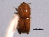  ( - CNC COLEO 00155696)  @11 [ ] CreativeCommons - Attribution (2012) CNC/CBG Photography Group Centre for Biodiversity Genomics