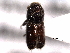  ( - CNC COLEO 00155705)  @11 [ ] CreativeCommons - Attribution (2012) CNC/CBG Photography Group Centre for Biodiversity Genomics