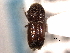  ( - CNC COLEO 00155706)  @11 [ ] CreativeCommons - Attribution (2012) CNC/CBG Photography Group Centre for Biodiversity Genomics