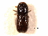  (Pityogenes porifrons - CNC COLEO 00155709)  @11 [ ] CreativeCommons - Attribution (2012) CNC/CBG Photography Group Centre for Biodiversity Genomics