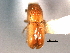  (Pityogenes pennidens - CNC COLEO 00155716)  @11 [ ] CreativeCommons - Attribution (2012) CNC/CBG Photography Group Centre for Biodiversity Genomics