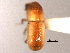  ( - CNC COLEO 00155717)  @11 [ ] CreativeCommons - Attribution (2012) CNC/CBG Photography Group Centre for Biodiversity Genomics