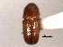  ( - CNC COLEO 00155718)  @11 [ ] CreativeCommons - Attribution (2012) CNC/CBG Photography Group Centre for Biodiversity Genomics