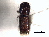  ( - CNC COLEO 00155729)  @11 [ ] CreativeCommons - Attribution (2012) CBG Photography Group Centre for Biodiversity Genomics