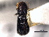  ( - CNC COLEO 00155755)  @11 [ ] CreativeCommons - Attribution (2012) CBG Photography Group Centre for Biodiversity Genomics