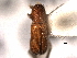  ( - CNC COLEO 00155758)  @11 [ ] CreativeCommons - Attribution (2012) CBG Photography Group Centre for Biodiversity Genomics