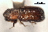  ( - CNC COLEO 00155771)  @11 [ ] CreativeCommons - Attribution (2012) CBG Photography Group Centre for Biodiversity Genomics