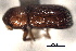  ( - CNC COLEO 00155772)  @11 [ ] CreativeCommons - Attribution (2012) CBG Photography Group Centre for Biodiversity Genomics