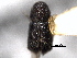  (Phloeocleptus ardis - CNC COLEO 00155794)  @11 [ ] CreativeCommons - Attribution (2012) CBG Photography Group Centre for Biodiversity Genomics