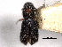  (Phloeocleptus atkinsoni - CNC COLEO 00155795)  @11 [ ] CreativeCommons - Attribution (2012) CBG Photography Group Centre for Biodiversity Genomics
