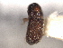  (Phloeocleptus cristatus - CNC COLEO 00155798)  @11 [ ] CreativeCommons - Attribution (2012) CNC/CBG Photography Group Centre for Biodiversity Genomics