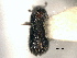  ( - CNC COLEO 00155801)  @11 [ ] CreativeCommons - Attribution (2012) CNC/CBG Photography Group Centre for Biodiversity Genomics