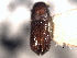  ( - CNC COLEO 00155803)  @11 [ ] CreativeCommons - Attribution (2012) CNC/CBG Photography Group Centre for Biodiversity Genomics