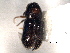  ( - CNC COLEO 00155820)  @11 [ ] CreativeCommons - Attribution (2012) CNC/CBG Photography Group Centre for Biodiversity Genomics