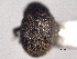  ( - CNC COLEO 00155884)  @11 [ ] CreativeCommons - Attribution (2012) CNC/CBG Photography Group Centre for Biodiversity Genomics
