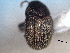  ( - CNC COLEO 00155886)  @11 [ ] CreativeCommons - Attribution (2012) CNC/CBG Photography Group Centre for Biodiversity Genomics