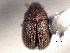  ( - CNC COLEO 00155887)  @11 [ ] CreativeCommons - Attribution (2012) CNC/CBG Photography Group Centre for Biodiversity Genomics