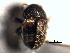  ( - CNC COLEO 00155888)  @12 [ ] CreativeCommons - Attribution (2012) CNC/CBG Photography Group Centre for Biodiversity Genomics