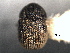  (Chramesus exul - CNC COLEO 00155890)  @12 [ ] CreativeCommons - Attribution (2012) CNC/CBG Photography Group Centre for Biodiversity Genomics
