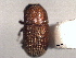  (Chramesus denticulatus - CNC COLEO 00155893)  @11 [ ] CreativeCommons - Attribution (2012) CNC/CBG Photography Group Centre for Biodiversity Genomics