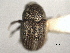  (Chramesus mimosae - CNC COLEO 00155896)  @11 [ ] CreativeCommons - Attribution (2012) CNC/CBG Photography Group Centre for Biodiversity Genomics