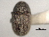  ( - CNC COLEO 00155897)  @11 [ ] CreativeCommons - Attribution (2012) CNC/CBG Photography Group Centre for Biodiversity Genomics
