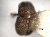  ( - CNC COLEO 00155899)  @11 [ ] CreativeCommons - Attribution (2012) CNC/CBG Photography Group Centre for Biodiversity Genomics